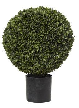 RSTC  Box Leaf Ball Topiary - 76cm available at Rose St Trading Co