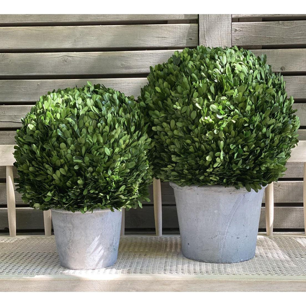RSTC  Boxwood Ball Topiary Tree with Concrete Pot available at Rose St Trading Co