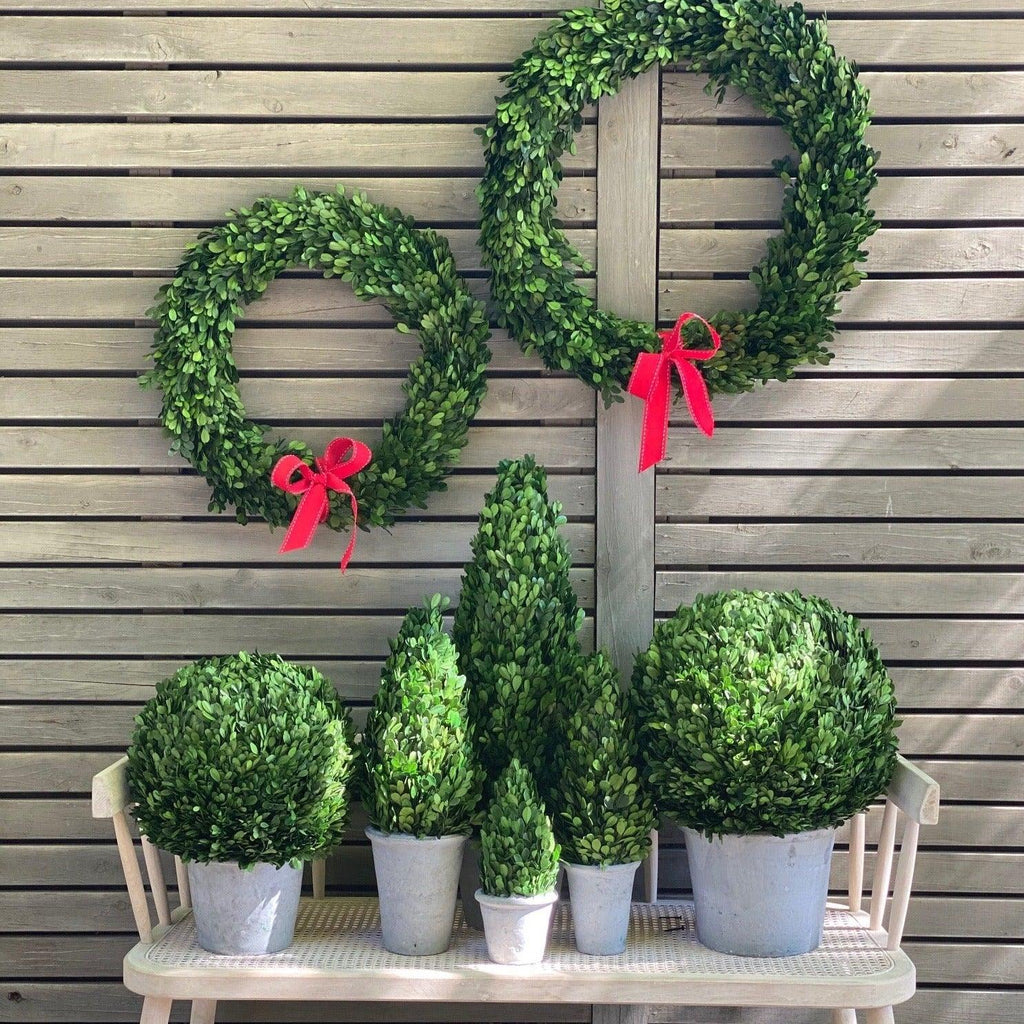 RSTC  Boxwood Ball Topiary Tree with Concrete Pot available at Rose St Trading Co