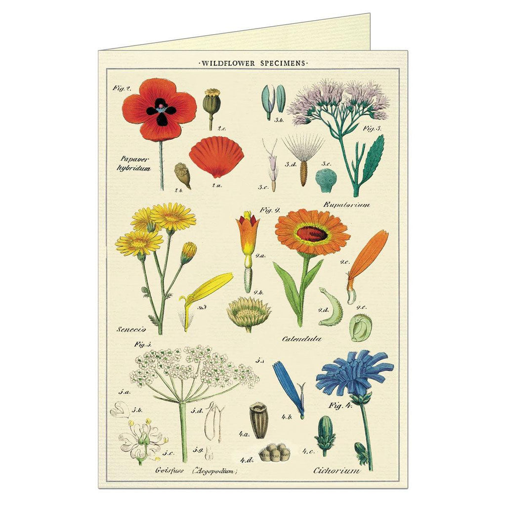 Cavallini & Co  Card | Wildflowers available at Rose St Trading Co