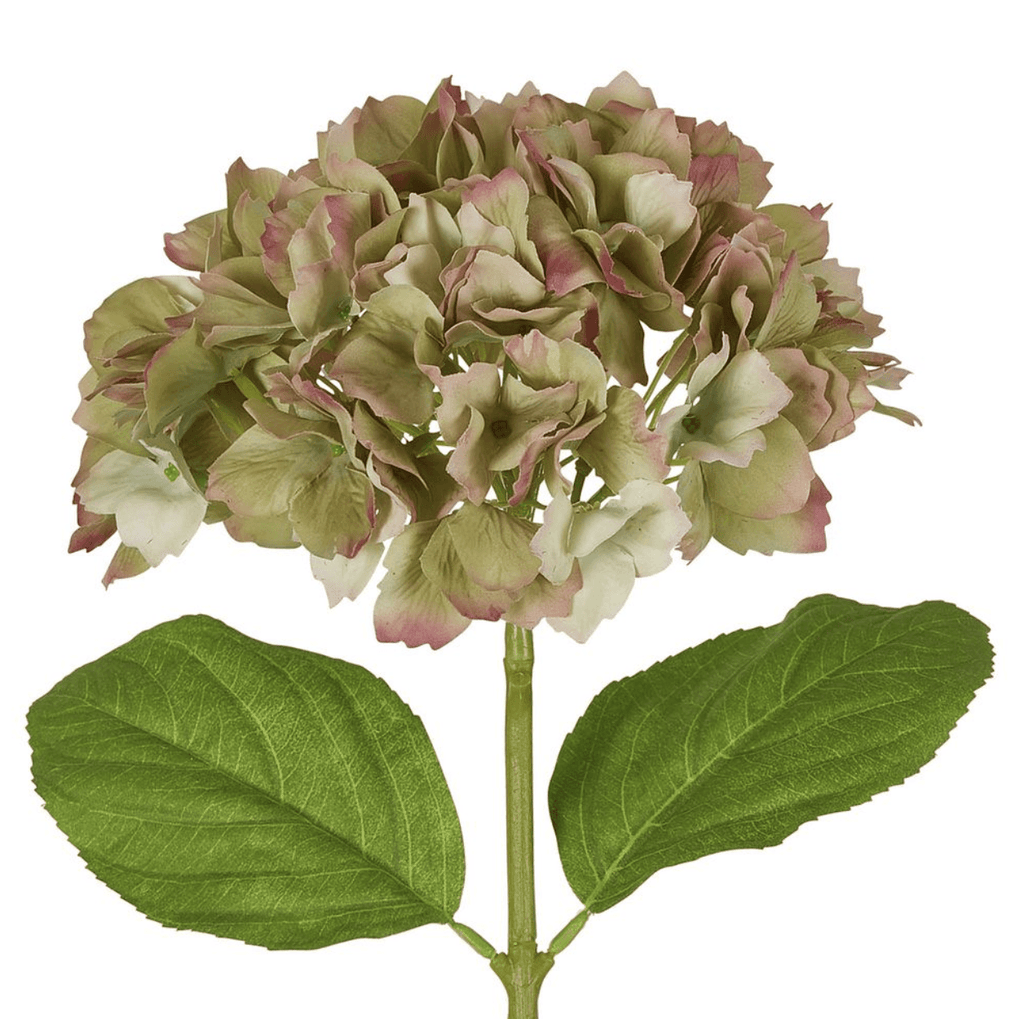 RSTC  Hydrangea Stem | 50cm Green available at Rose St Trading Co