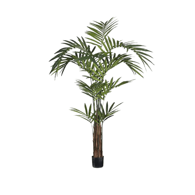 RSTC  Kentia Palm available at Rose St Trading Co