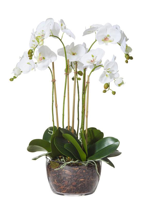 Rose St Trading Co  Phalaenopsis Classic Bowl 68cm available at Rose St Trading Co