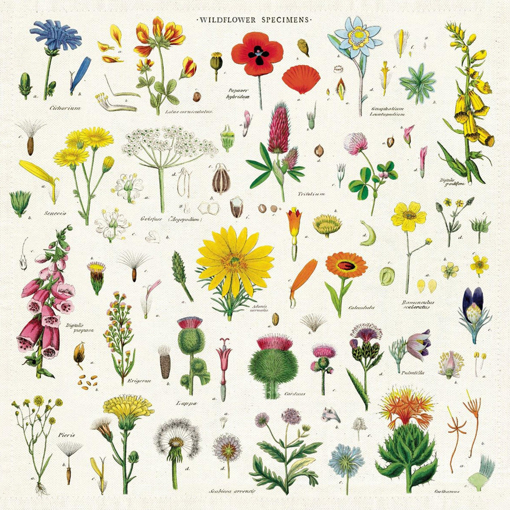 Cavallini & Co  Wildflowers Napkins | Set of 4 available at Rose St Trading Co